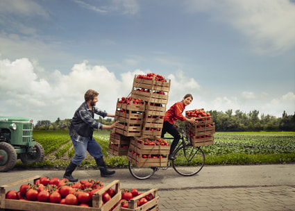 Mitarbeiterin transportiert Tomatenkisten auf Velo Thumbnail